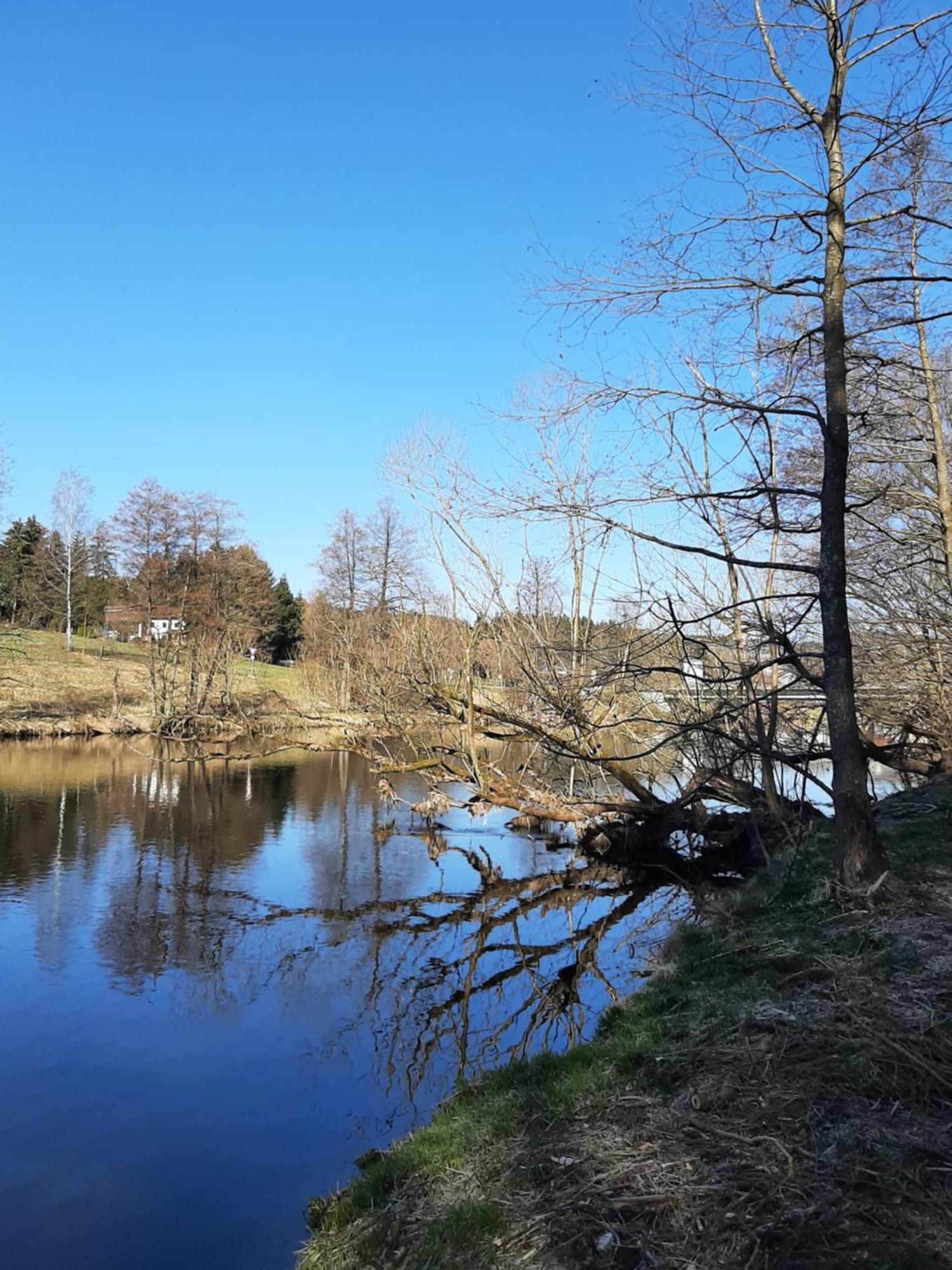 Fewo Fink Regen Exterior foto